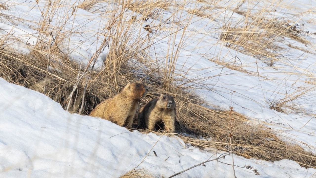 В Ульяновской области отмечено пробуждение сурк...
