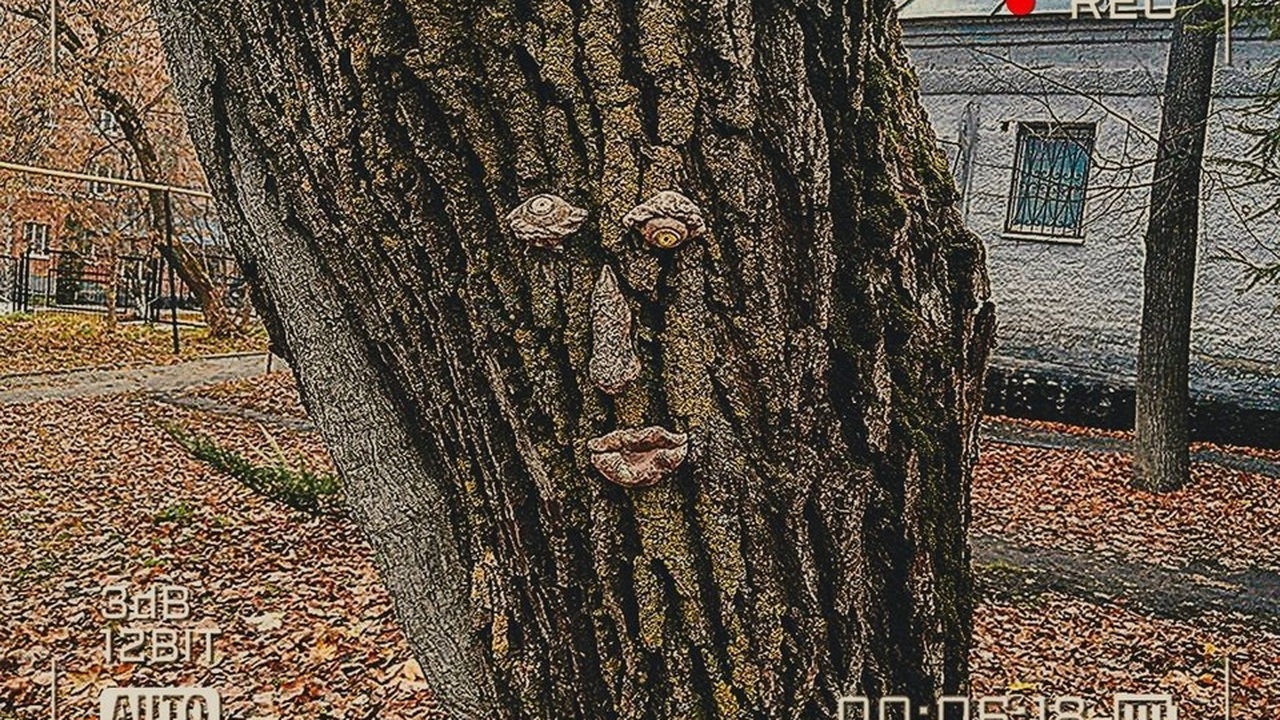 Во Владимирском саду Ульяновска стартовала необычная "охота" Жителей Ульяновска приглашают принять участие в...