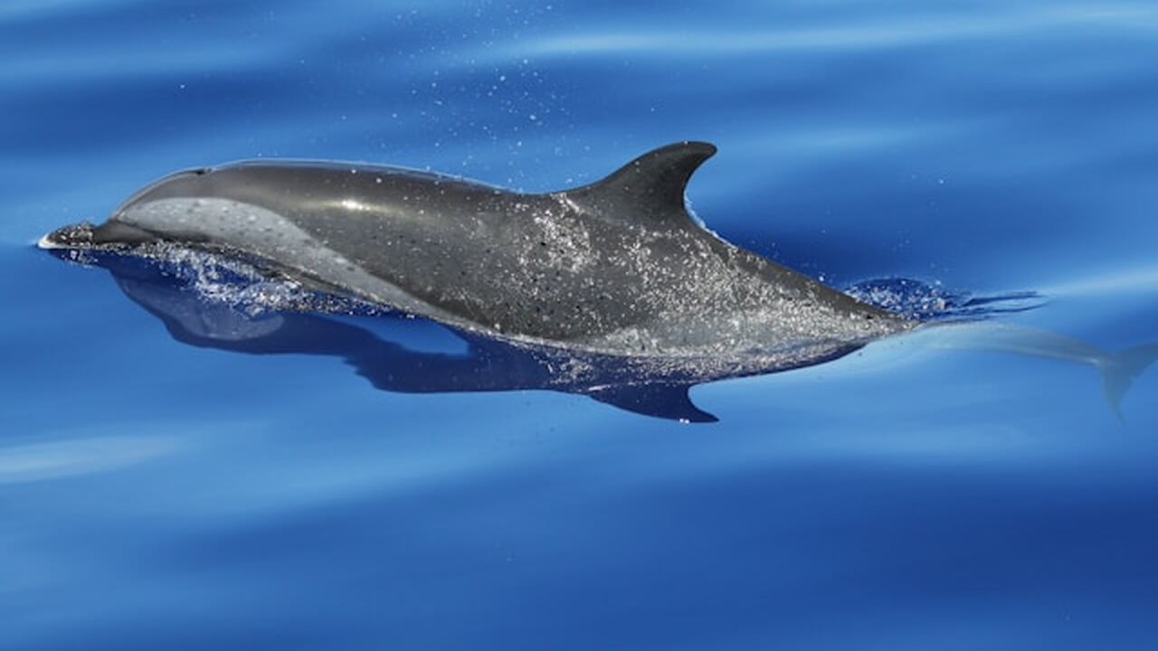 Учёные проанализировали механизмы движения дель...