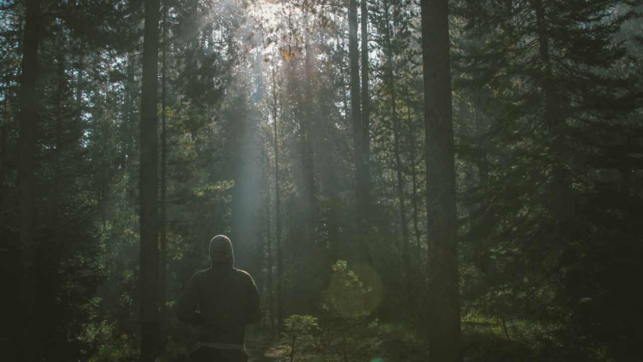 Дезинформация — не изобретение человеческого об...