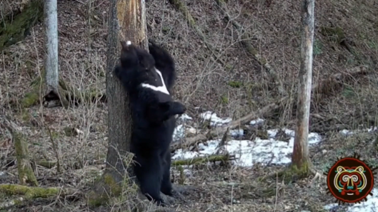 В Приморском крае запустили необычное исследова...