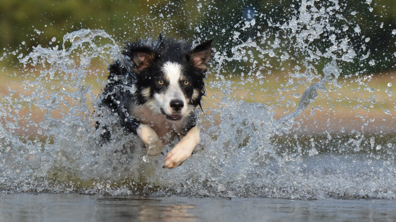 У собак из Чернобыл нашли генетические признаки устойчивости к токсинам В Чернобыльской зоне отчуждения обитает несколь...