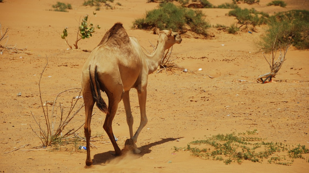 В интернете всё чаще распространяются ролики, г...