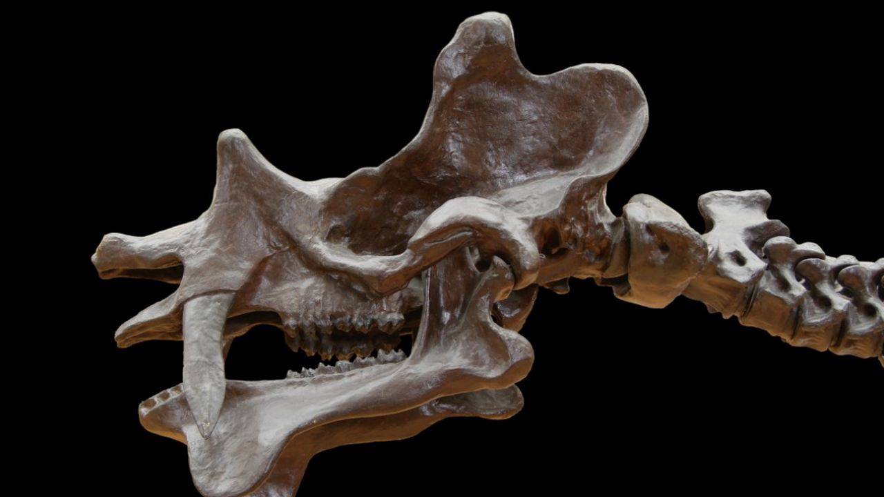 Ученые установили пол утконосых динозавров по переломам у хвостов Международная группа палеонтологов нашла необыч...