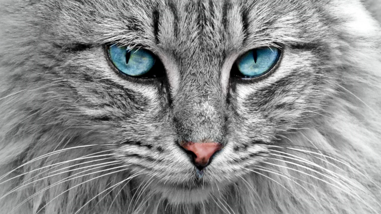 Ученые узнали, почему люди плохо понимают кошек Австралийские ученые выяснили, что люди часто н...