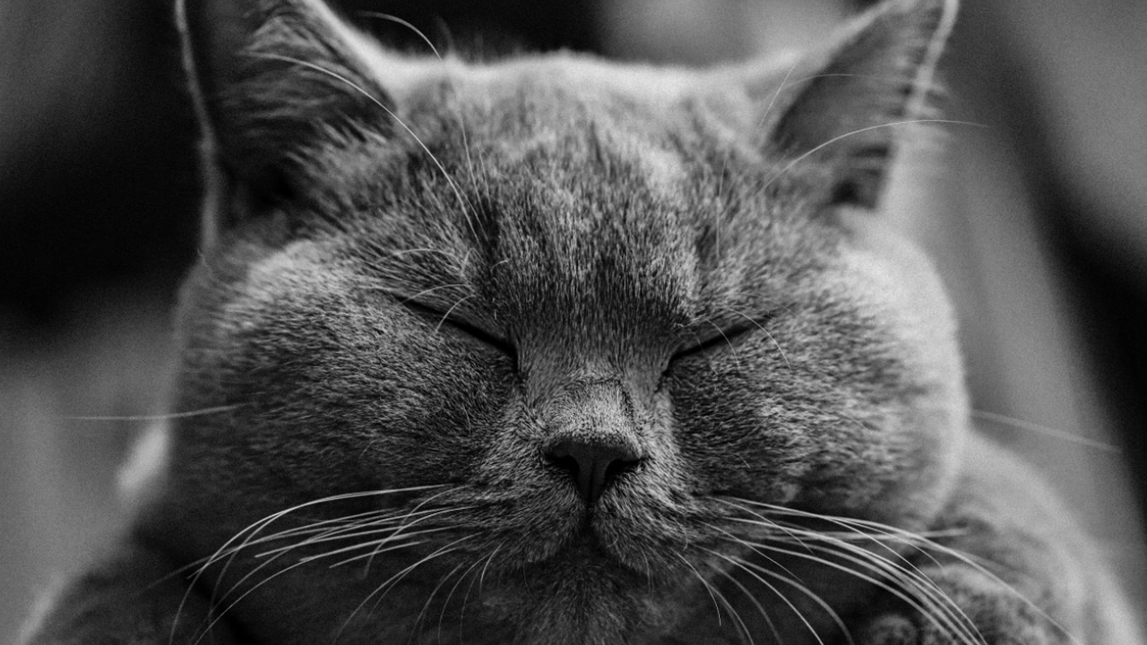 Многие владельцы замечают, что во время течки к...