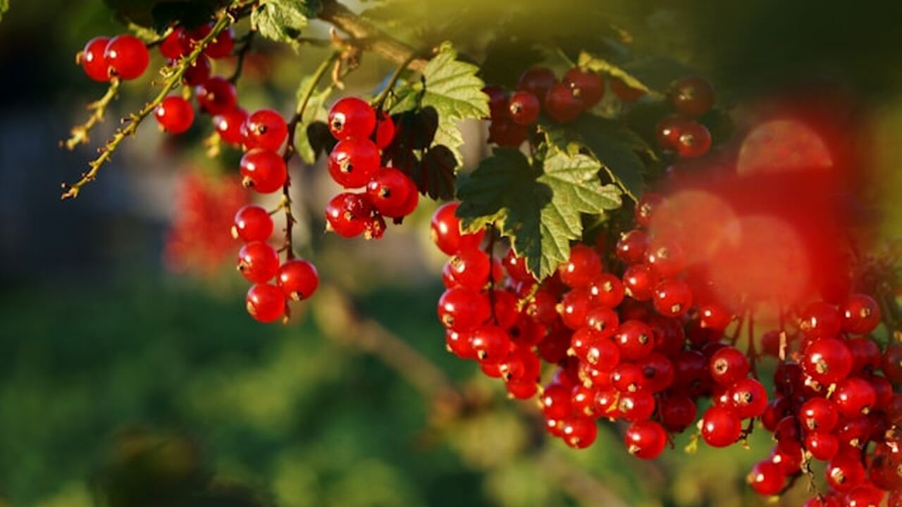 Садоводы нередко сталкиваются с ситуацией, когд...