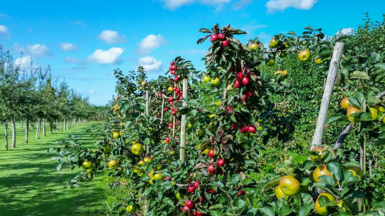 Ставропольский государственный аграрный универс...
