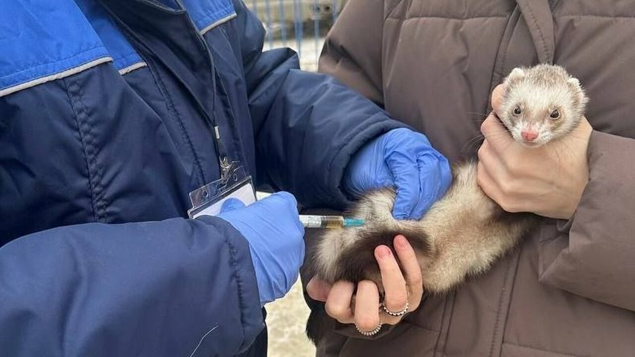 28 февраля симбирский ветрецентров провел профи...