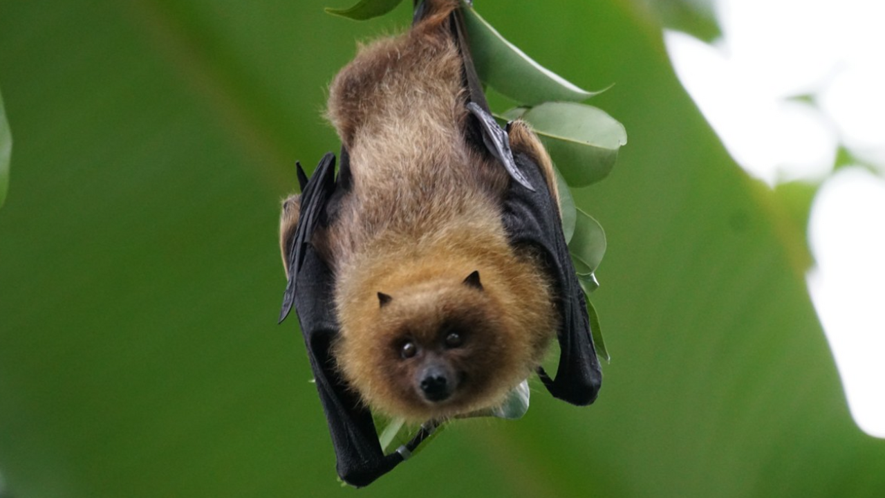 Американские и японские исследователи сообщили ...