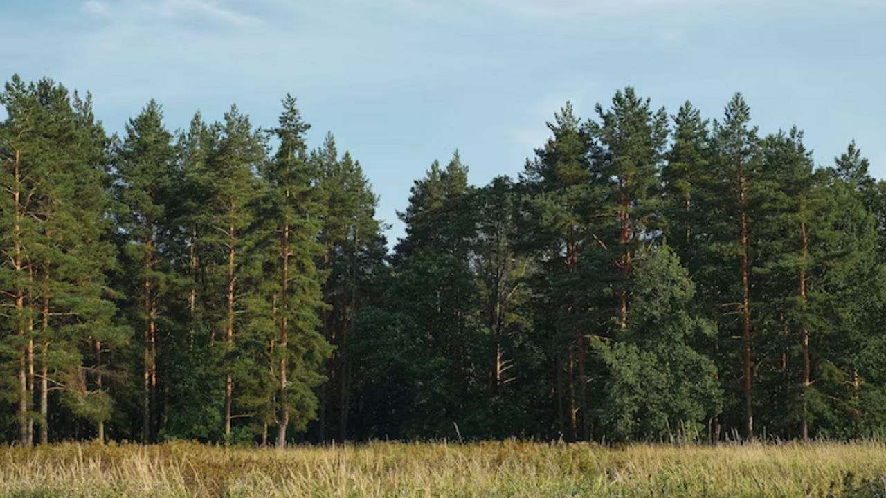 Слухи о вырубке дубов прокомментировали в Минприроды Самарской области Министерство природных ресурсов Российской Феде...