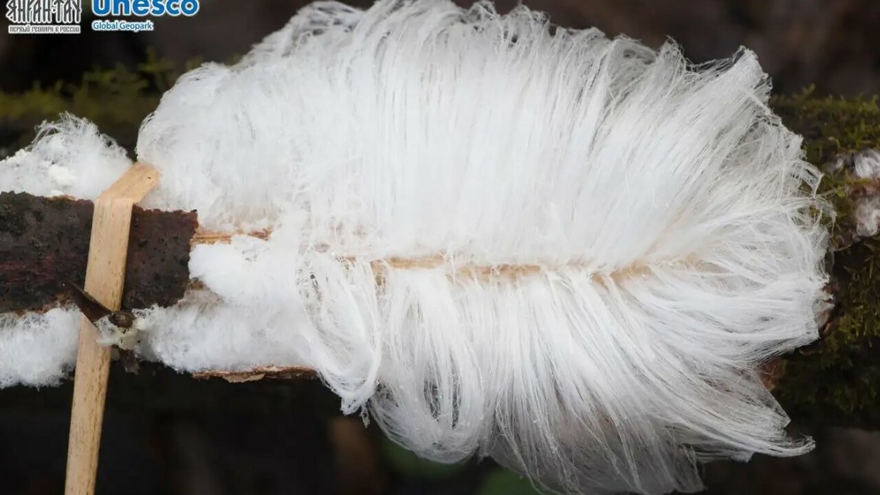 Волосатый лёд обнаружили и сняли в Башкирии В геопарке «Янган-Тау» зафиксированы редкие при...