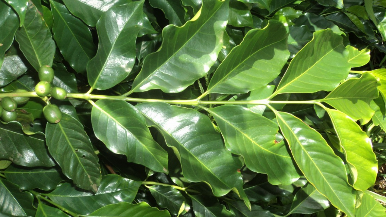 Лавровый лист может пригодиться не только на ку...