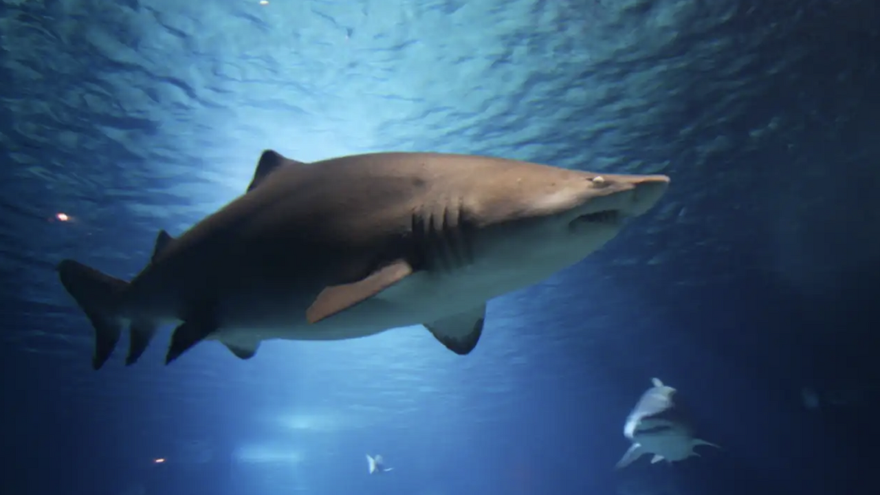 В 2025 году в мире зафиксировано около 105 напа...