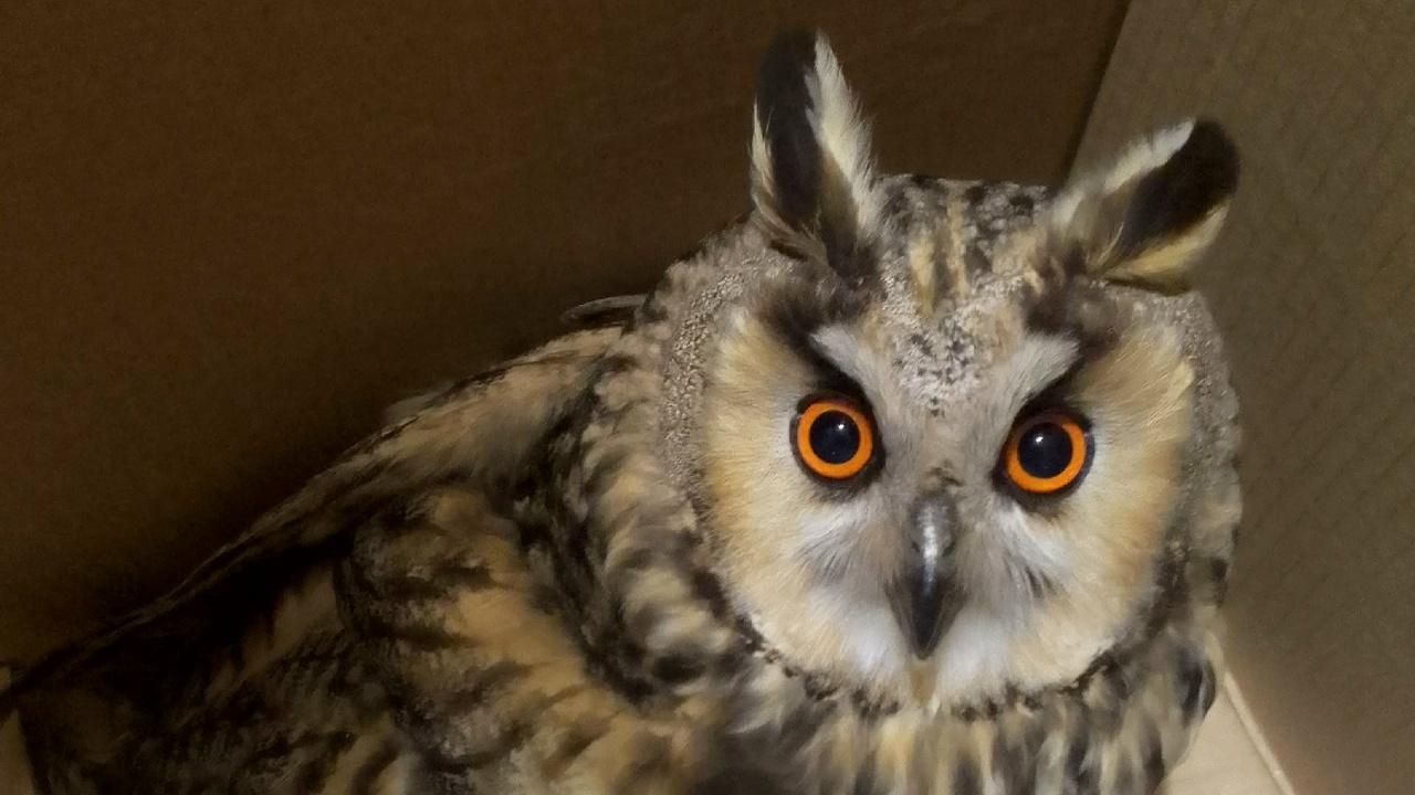 В ульяновский центр помощи диким птицам и живот...