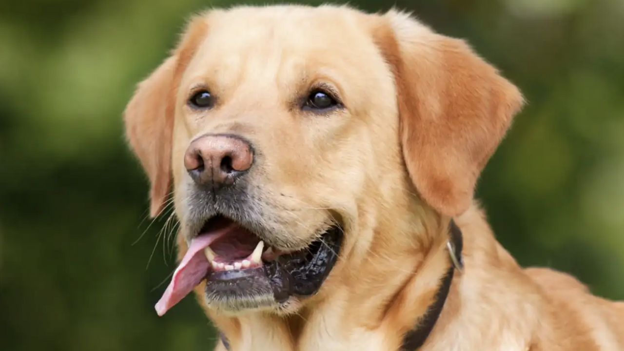 В деревне Клист-Хонитон в Великобритании случай...