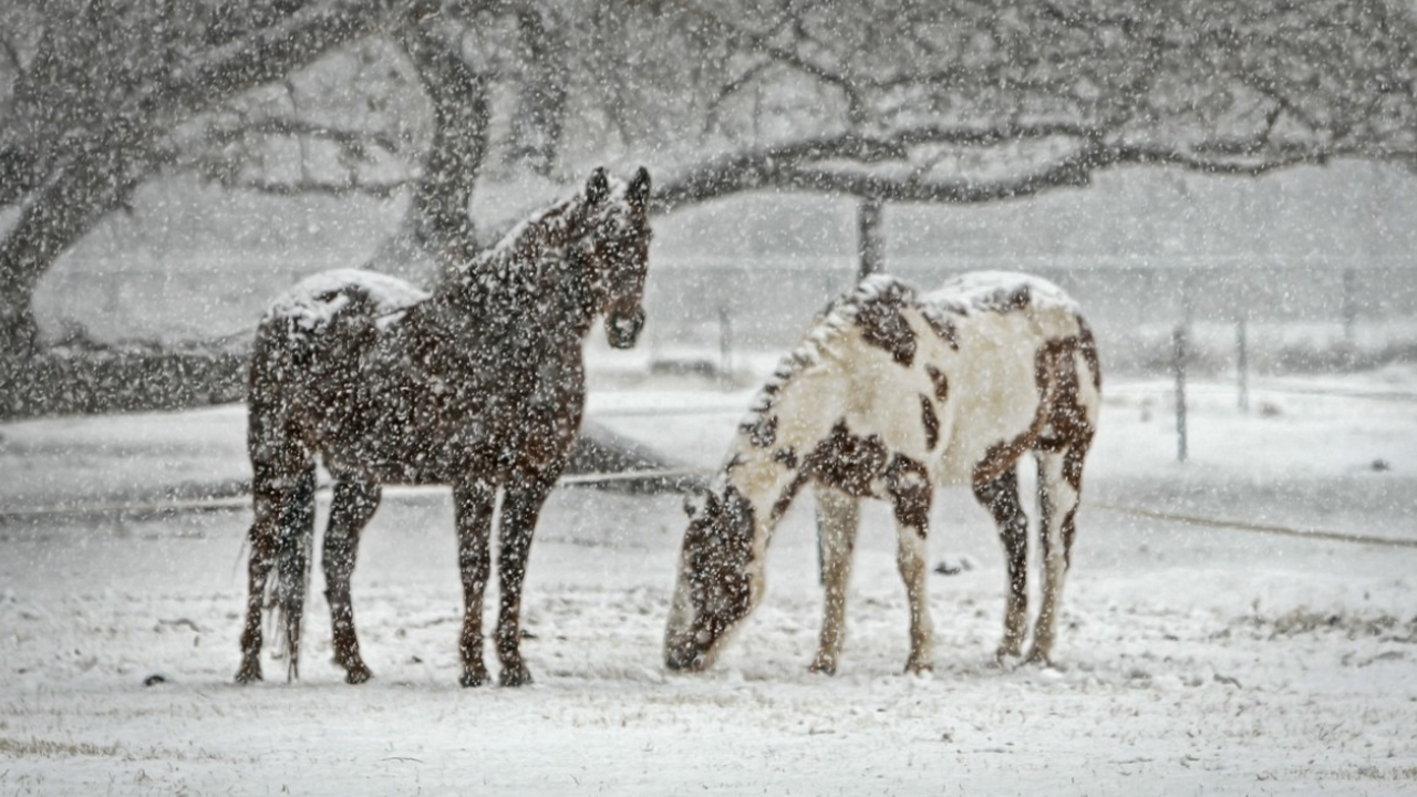 Снег может еще вернуться — синоптик раскрыл неожиданный прогноз на весну В Москве сохраняется тёплая погода, однако веро...