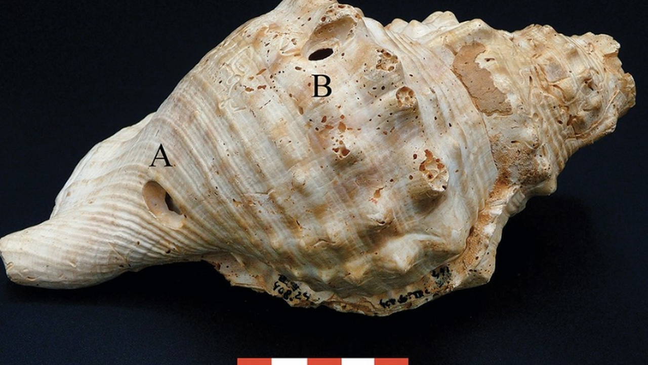 В Испании ученые обнаружили редкую находку, кот...