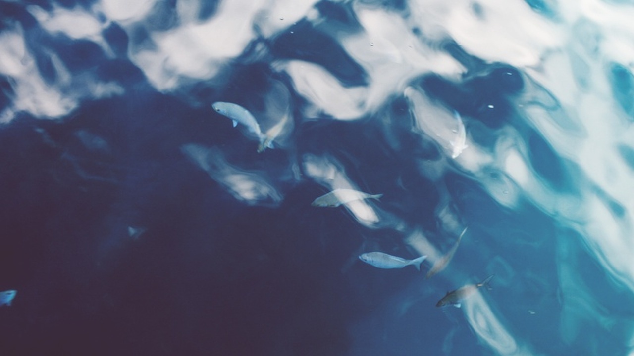 В Ульяновской области рыбоводам напомнили о сроках маркировки Владельцы рыбных хозяйств Ульяновской области д...