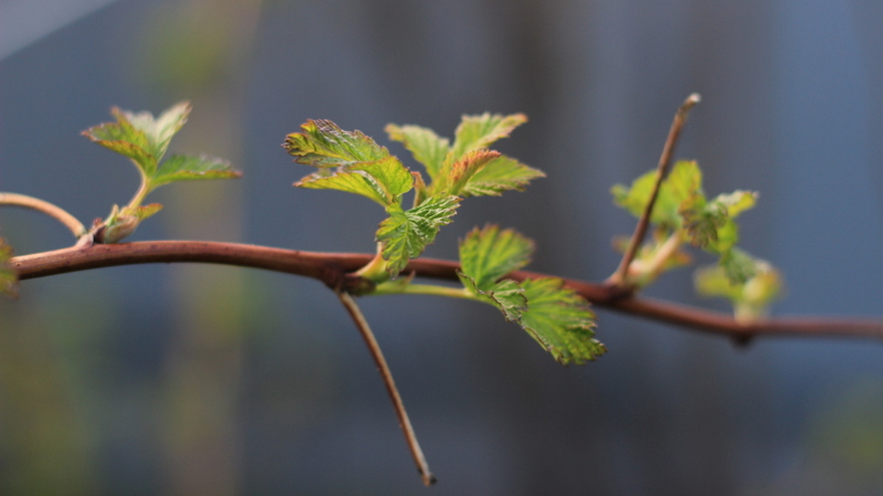 Весна придет без предупреждения: неожиданный прогноз Вильфанда и его последствия Российские метеорологи прогнозируют, что зима 2...