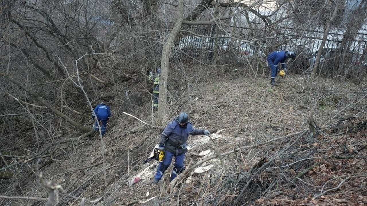 В Ульяновске обновили правила борьбы с инвазивн...