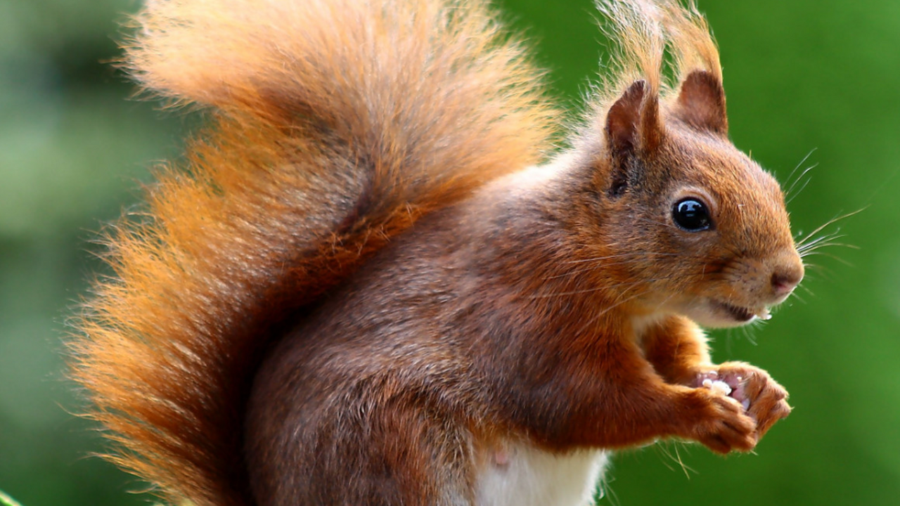 Кормление белок в парке — популярное развлечени...