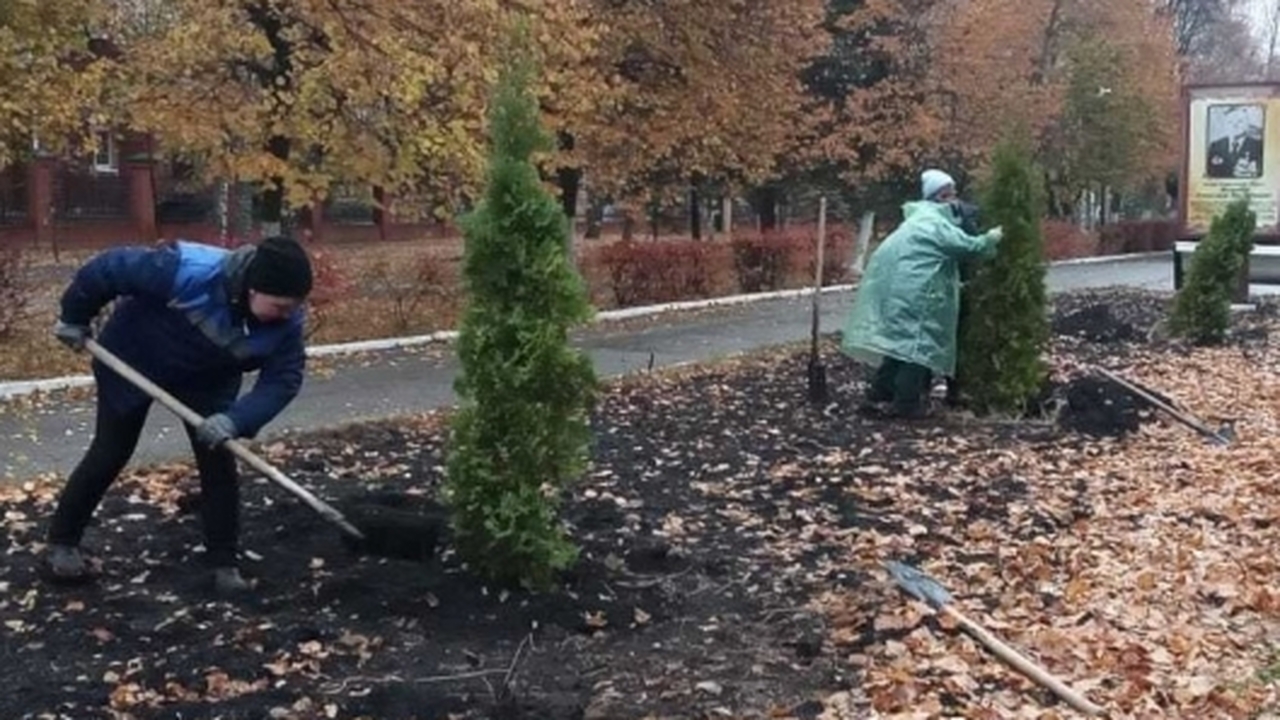 Ульяновск пополнился хвойными насаждениями Более шестидесяти хвойных деревьев украсили Уль...