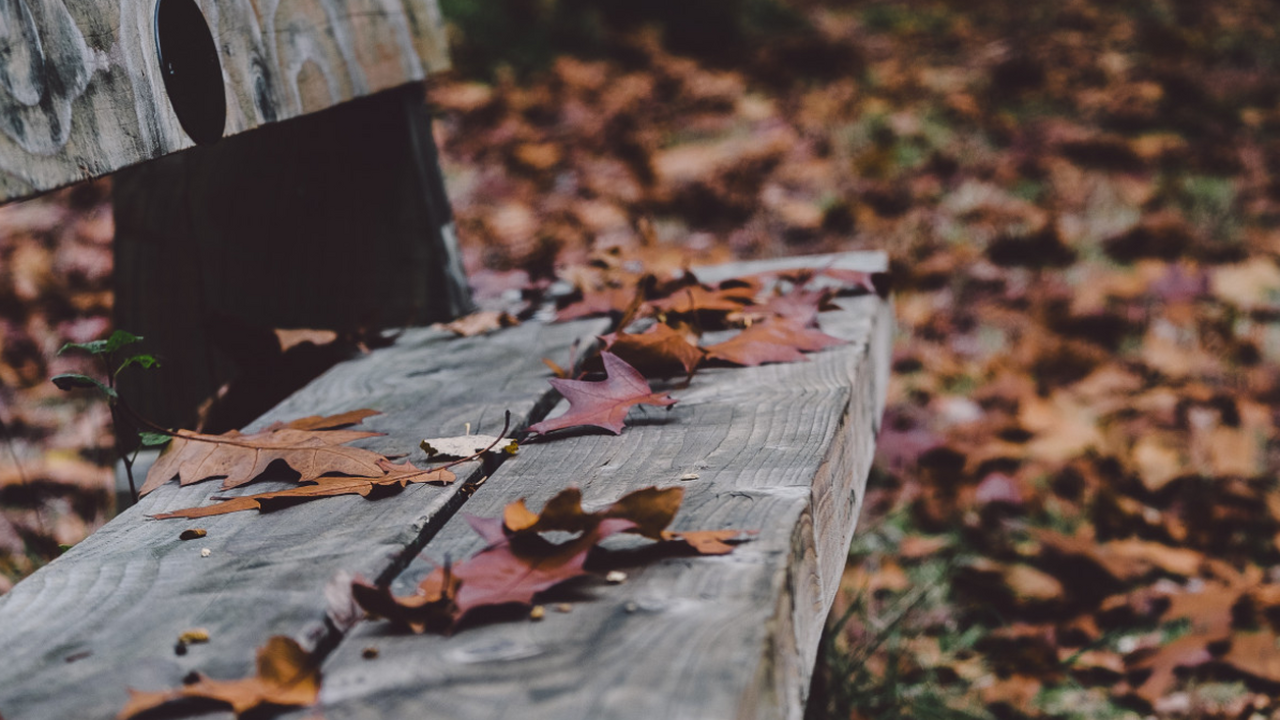 Осень 2025 года может удивить россиян необычно ...