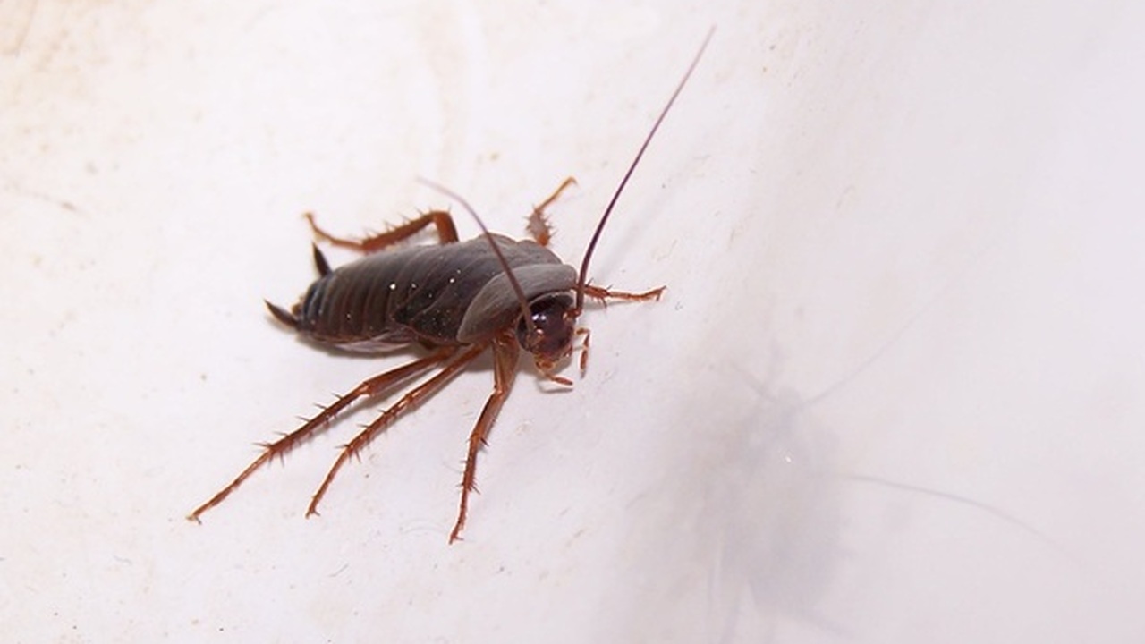 В начале 2000-х годов в российских квартирах на...