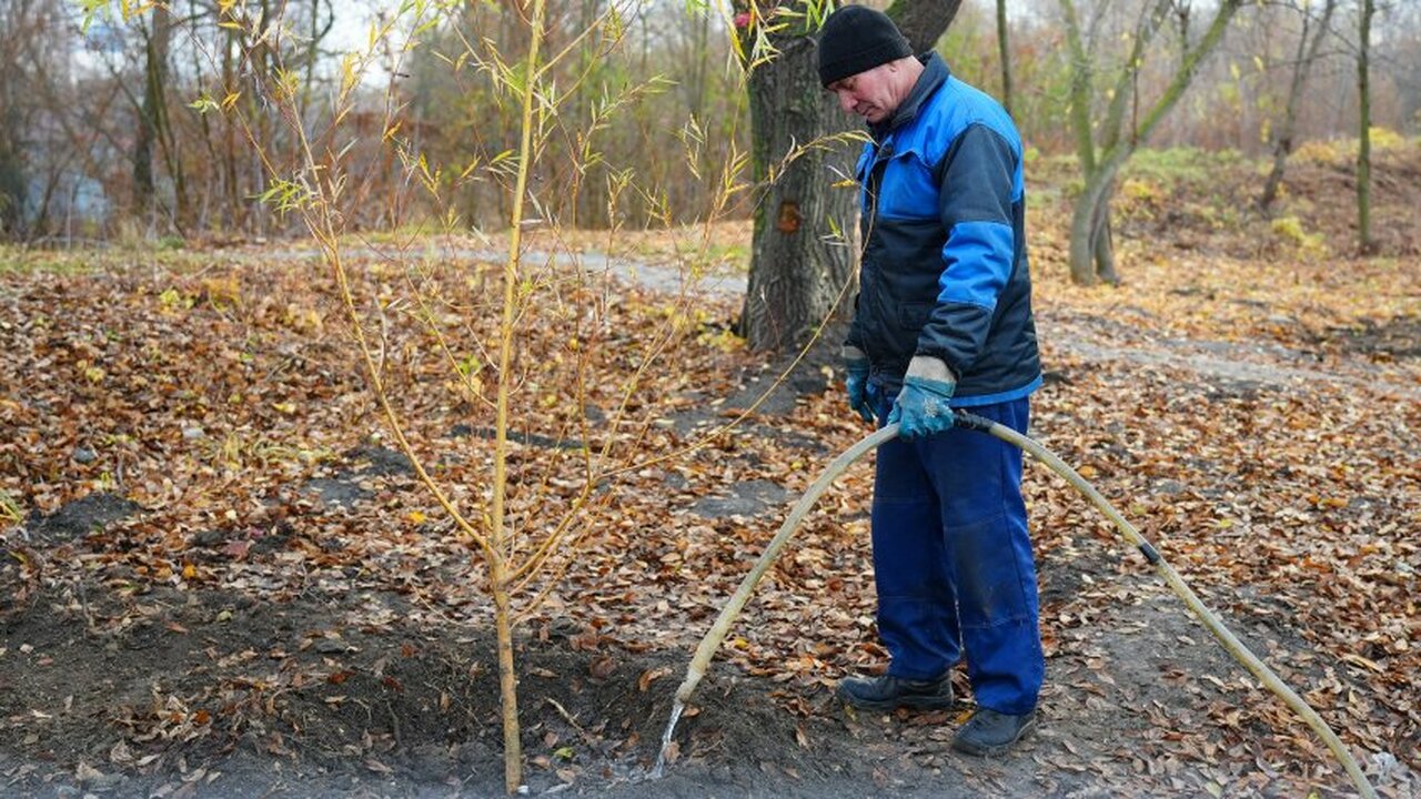 Ульяновские деревья пройдут "УЗИ" весной В Ульяновске стартует второй этап масштабной ин...