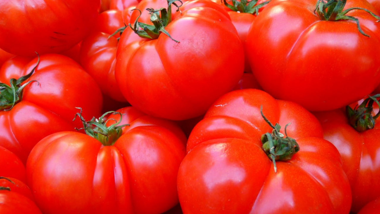 Секрет щедрого урожая томатов — не только в удо...