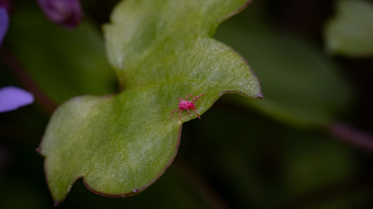 В Ульяновской области начался сезон активности клещей В Ульяновской области зарегистрированы первые в...