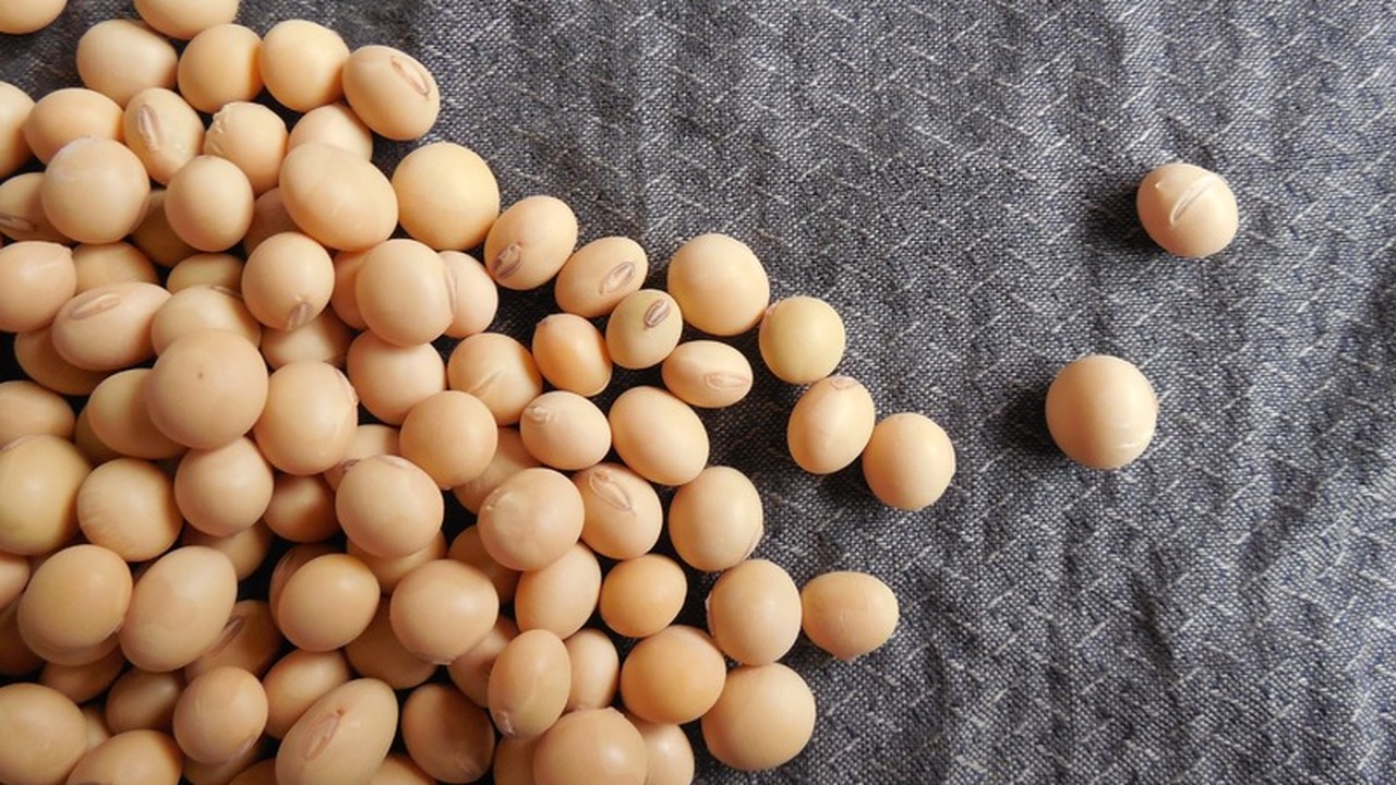 Ульяновские семеноводы поставили в Татарстан две тонны элитных зерновых семян В начале 2026 года ульяновские сельскохозяйстве...