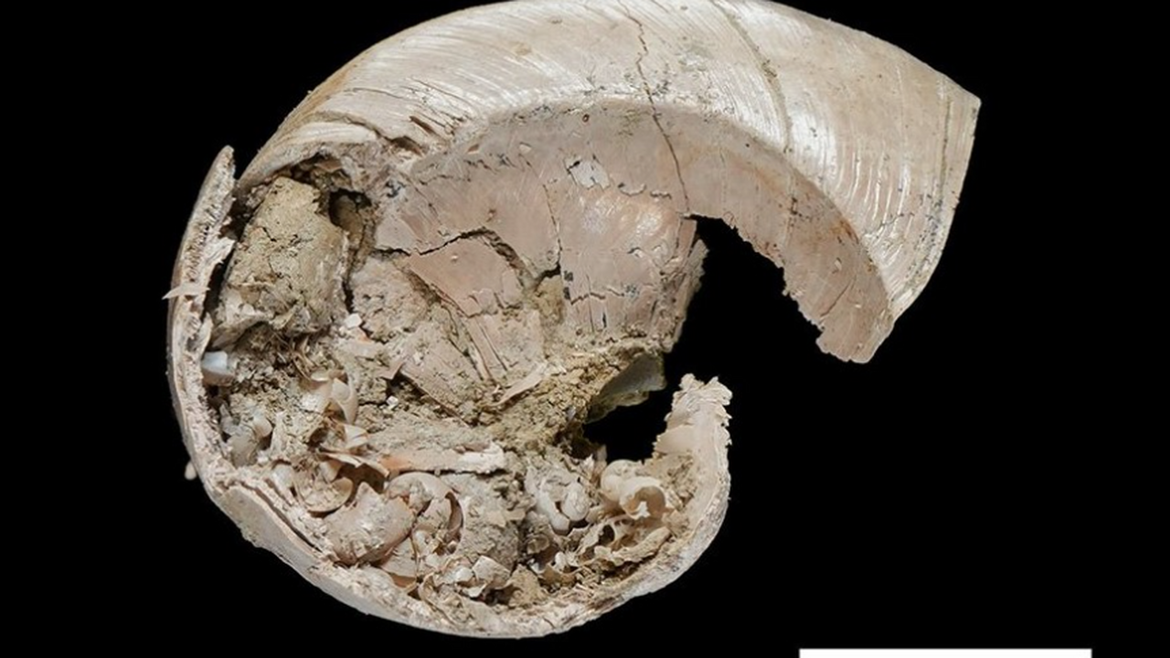 Ученые из Академии Синика и Национального униве...