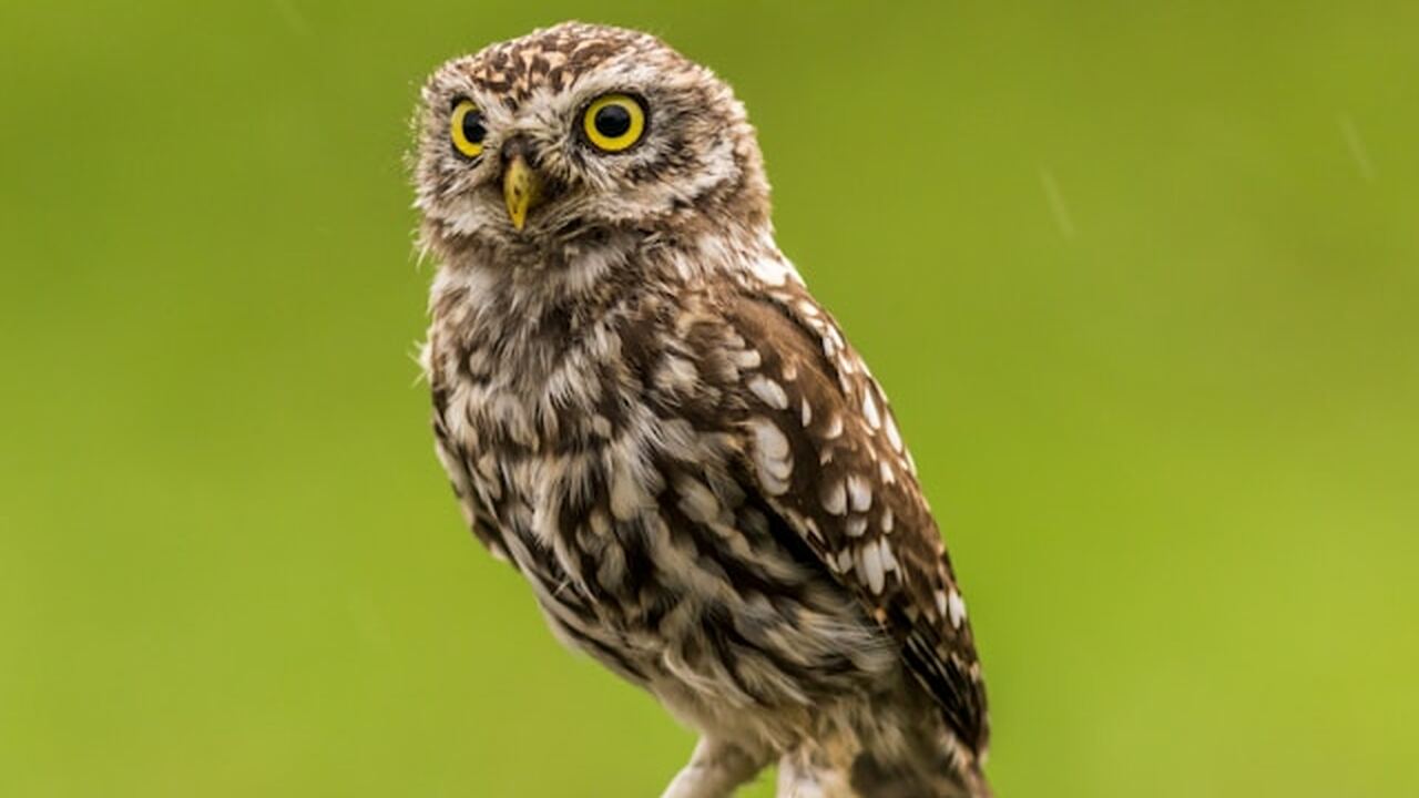 В Ульяновске волонтёры приступили к восстановле...