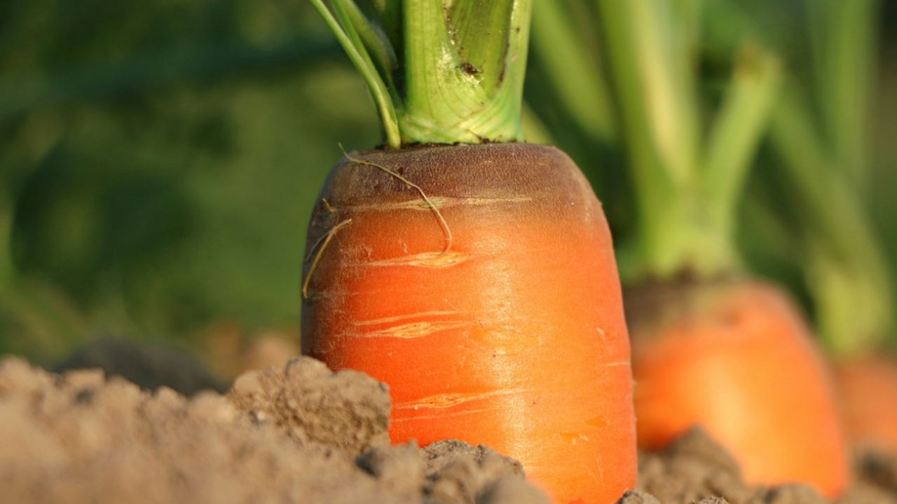 Почему морковь и свеклу стоит сеять осенью: советы агрономов и удачные даты Осенний посев моркови и свёклы становится всё б...