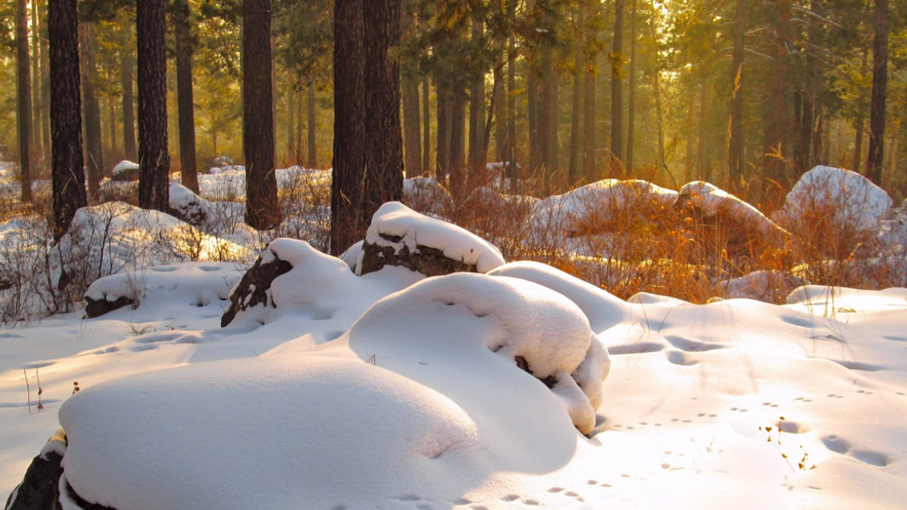 Аномально снежная зима может привести к сырой в...