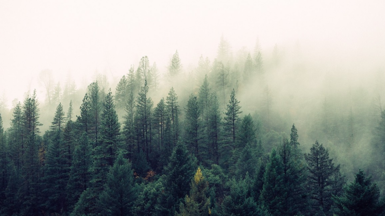 Ученые переживают из-за распространения «гробовой тишины» в природе Звуки природы по всему миру становятся тише — и...