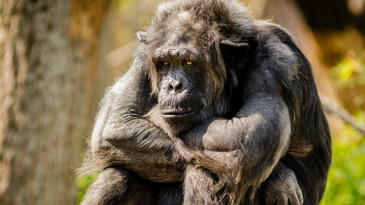 Вирусологи описали редкий случай прямой передач...