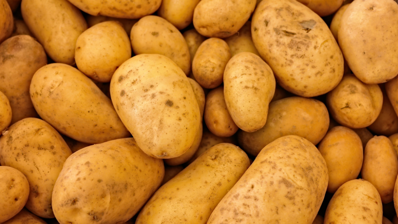 Выращивание картофеля на дачном участке может о...