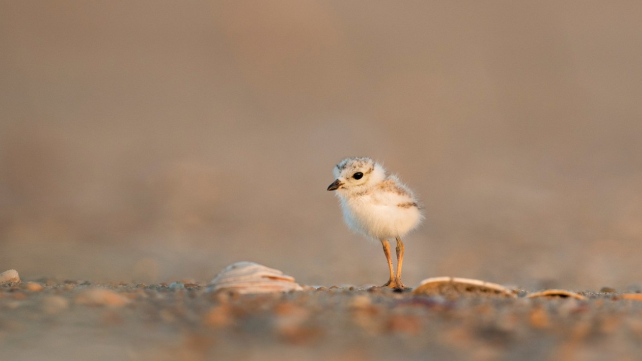Российские генетики применяют технологии искусс...