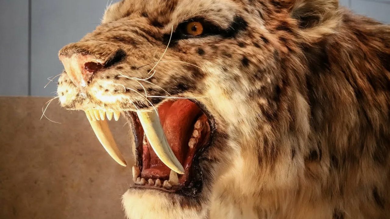 Анализ мумифицированного детёныша саблезубого х...