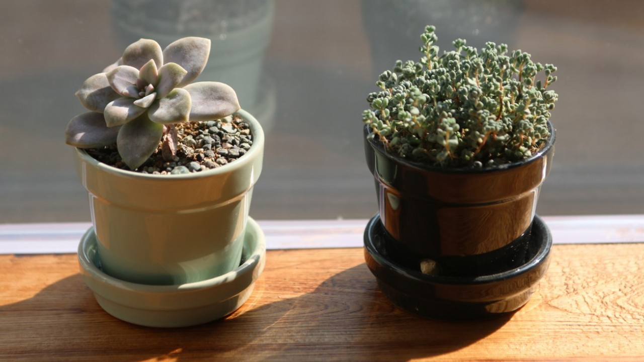 Ученые выяснили, что избыток зелени в офисе повышает уровень стресса Специалисты Стэнфордского университета пришли к...