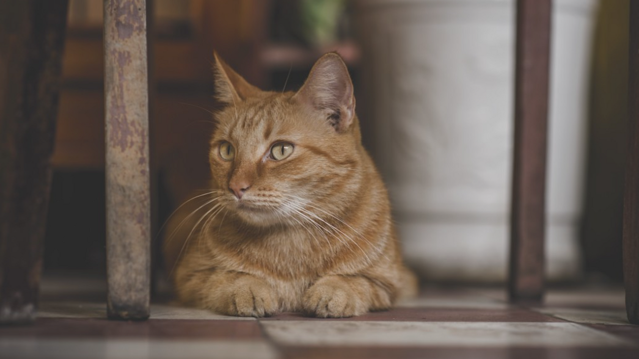 Названа причина, по которой кошки предпочитают спать на левом боку Поведенческий нейробиолог Онур Гюнтюркюн из Рур...