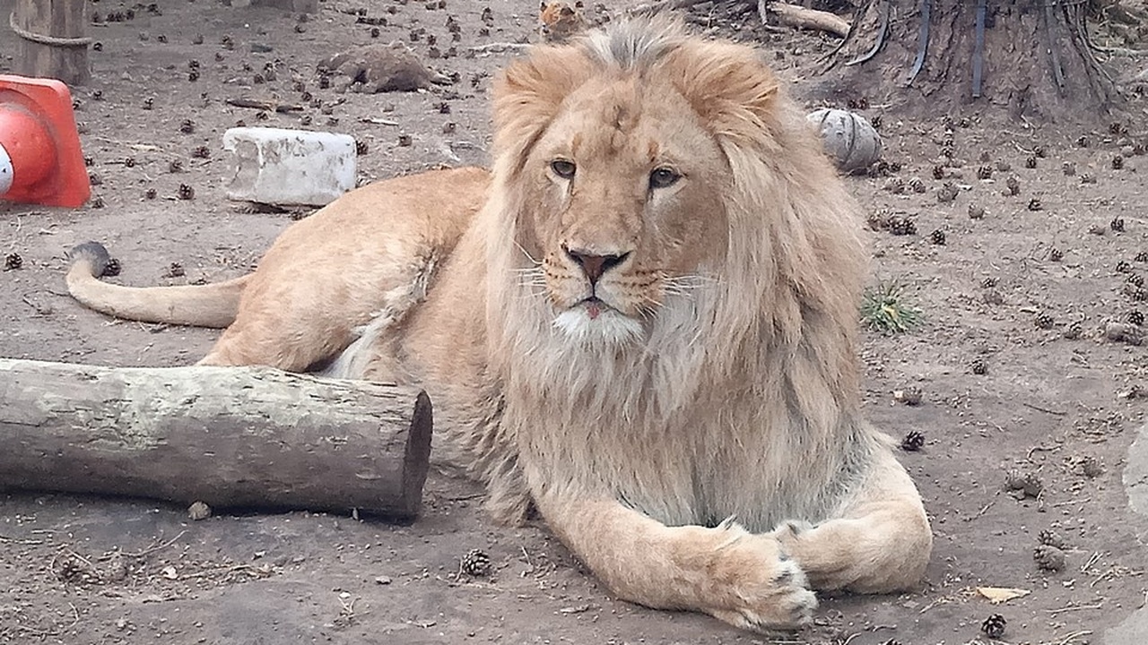 В ульяновском зоопарке готовят новые вольеры и экспозиции Ульяновский зоопарк планирует расширение и обно...