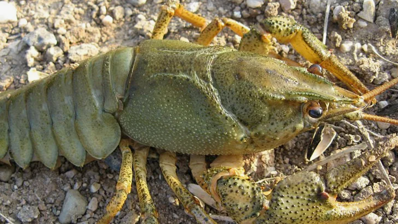 В реках Крымского полуострова найден мраморный рак Российские учёные впервые зафиксировали на Крым...