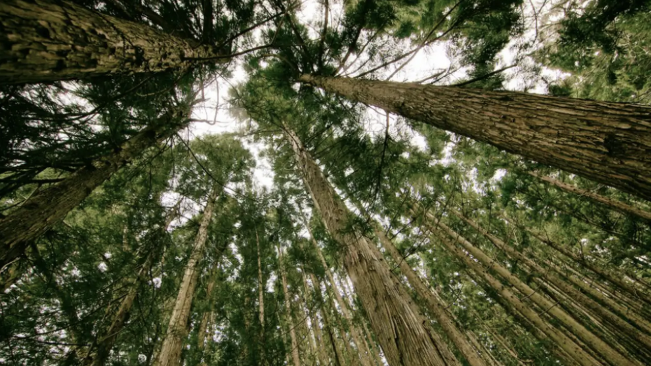Несмотря на развитие технологий и масштабные на...