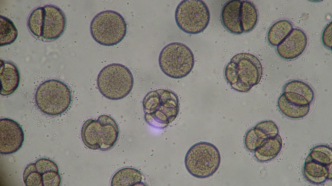 Палеогенетика совершила новый прорыв: учёные вп...