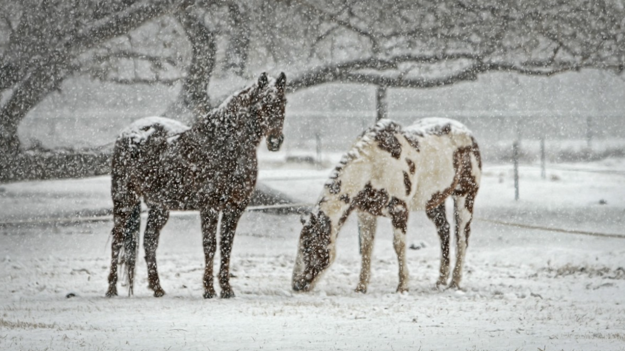 Лошади чувствуют человеческий страх по запаху Ученые из французского Национального исследоват...