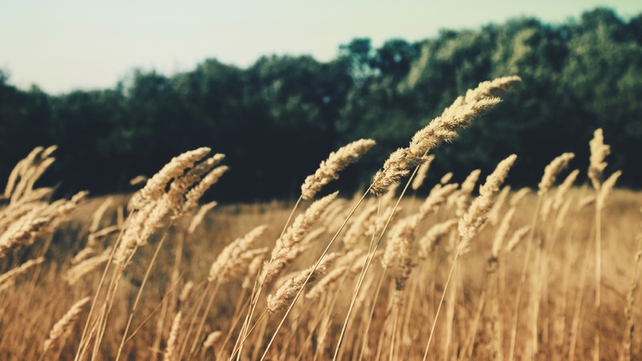 Аграрный сектор Ульяновской области продемонстр...